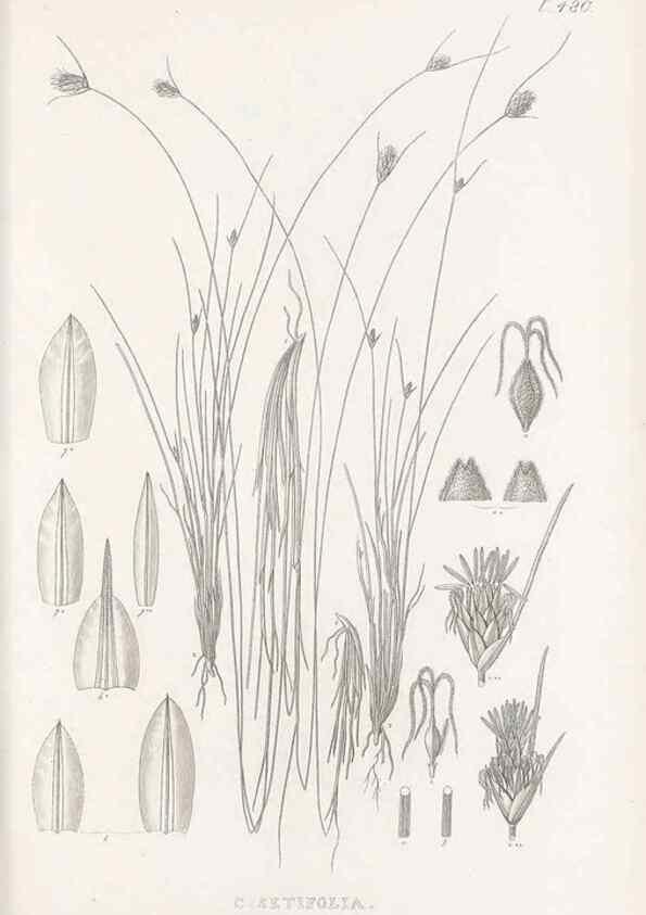 Reproducción/Reproduction 48683338451: Illustrations of the genus Carex. London :William Pamplin,1858-1867.. 