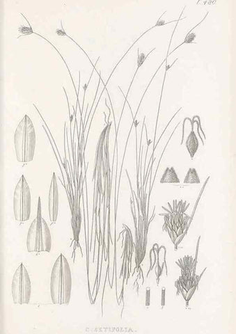 Reproducción/Reproduction 48683338451: Illustrations of the genus Carex. London :William Pamplin,1858-1867.. 
