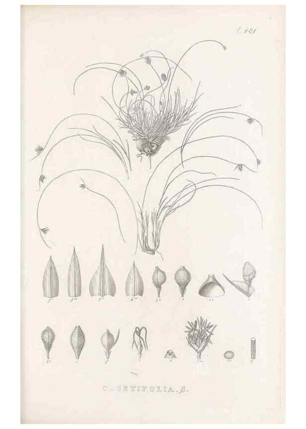Reproducción/Reproduction 48683514732: Illustrations of the genus Carex. London :William Pamplin,1858-1867.. 