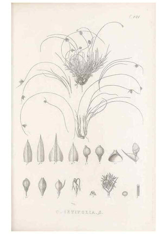 Reproducción/Reproduction 48683514732: Illustrations of the genus Carex. London :William Pamplin,1858-1867.. 