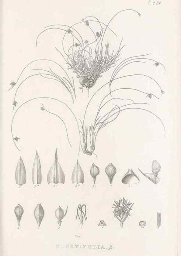 Reproducción/Reproduction 48683514732: Illustrations of the genus Carex. London :William Pamplin,1858-1867.. 