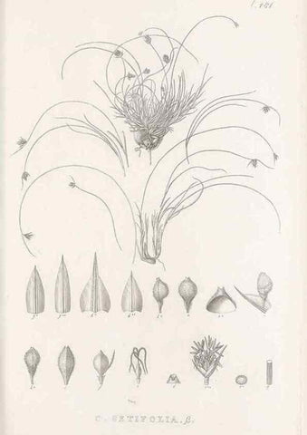 Reproducción/Reproduction 48683514732: Illustrations of the genus Carex. London :William Pamplin,1858-1867.. 