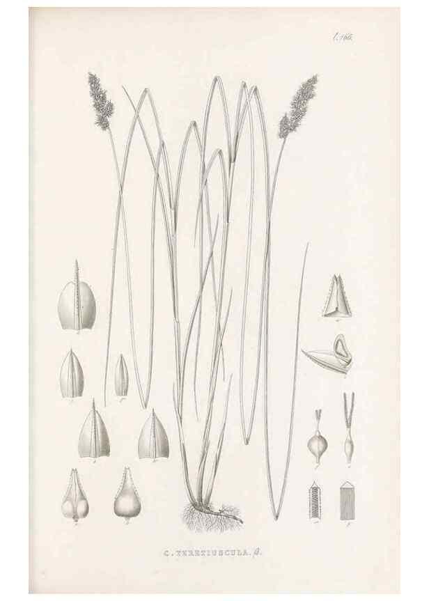 Reproducción/Reproduction 48683509952: Illustrations of the genus Carex. London :William Pamplin,1858-1867.. 