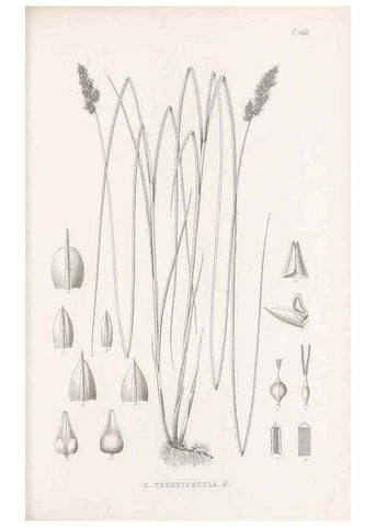 Reproducción/Reproduction 48683509952: Illustrations of the genus Carex. London :William Pamplin,1858-1867.. 