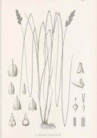 Reproducción/Reproduction 48683509952: Illustrations of the genus Carex. London :William Pamplin,1858-1867.. 