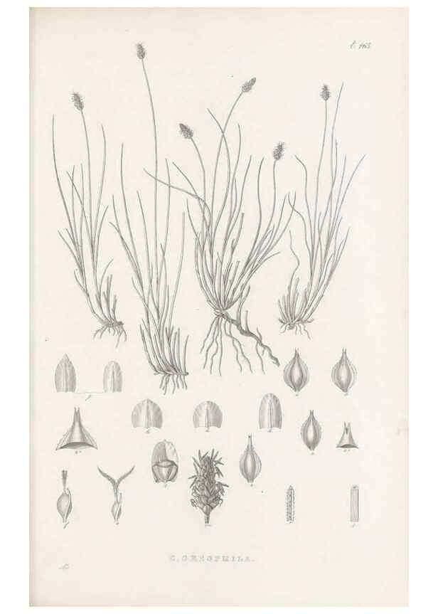 Reproducción/Reproduction 48683509552: Illustrations of the genus Carex. London :William Pamplin,1858-1867.. 