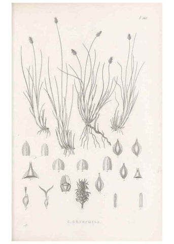 Reproducción/Reproduction 48683509552: Illustrations of the genus Carex. London :William Pamplin,1858-1867.. 