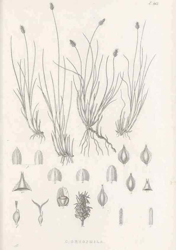 Reproducción/Reproduction 48683509552: Illustrations of the genus Carex. London :William Pamplin,1858-1867.. 