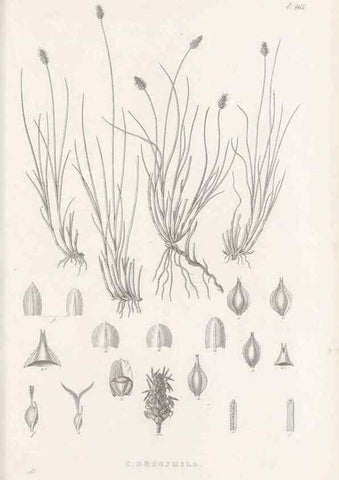Reproducción/Reproduction 48683509552: Illustrations of the genus Carex. London :William Pamplin,1858-1867.. 