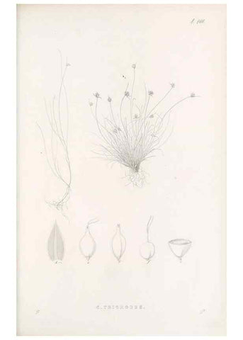 Reproducción/Reproduction 48682994523: Illustrations of the genus Carex. London :William Pamplin,1858-1867.. 