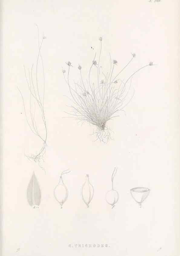 Reproducción/Reproduction 48682994523: Illustrations of the genus Carex. London :William Pamplin,1858-1867.. 