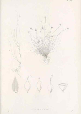 Reproducción/Reproduction 48682994523: Illustrations of the genus Carex. London :William Pamplin,1858-1867.. 