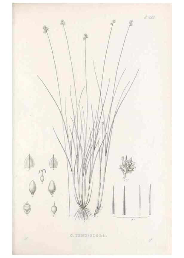 Reproducción/Reproduction 48683332736: Illustrations of the genus Carex. London :William Pamplin,1858-1867.. 