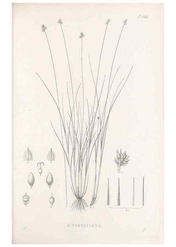 Reproducción/Reproduction 48683332736: Illustrations of the genus Carex. London :William Pamplin,1858-1867.. 