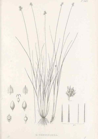 Reproducción/Reproduction 48683332736: Illustrations of the genus Carex. London :William Pamplin,1858-1867.. 