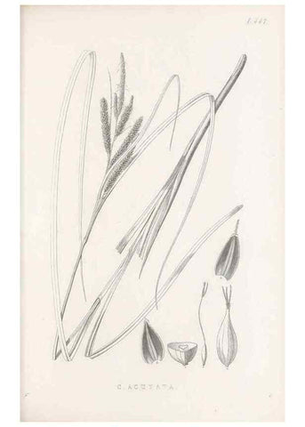 Reproducción/Reproduction 48683327591: Illustrations of the genus Carex. London :William Pamplin,1858-1867.. 