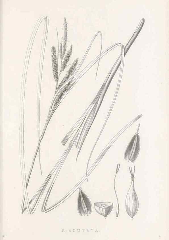 Reproducción/Reproduction 48683327591: Illustrations of the genus Carex. London :William Pamplin,1858-1867.. 
