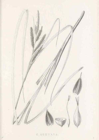 Reproducción/Reproduction 48683327591: Illustrations of the genus Carex. London :William Pamplin,1858-1867.. 