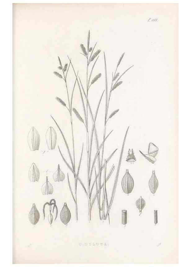Reproducción/Reproduction 48683327776: Illustrations of the genus Carex. London :William Pamplin,1858-1867.. 