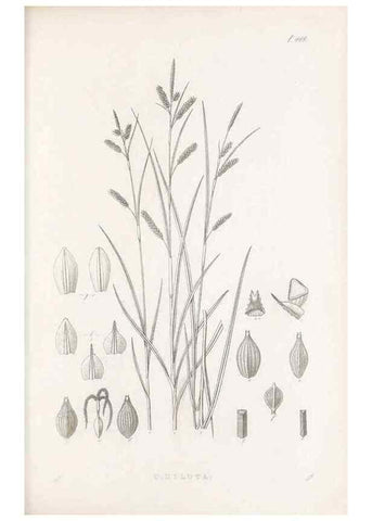 Reproducción/Reproduction 48683327776: Illustrations of the genus Carex. London :William Pamplin,1858-1867.. 