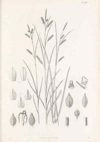 Reproducción/Reproduction 48683327776: Illustrations of the genus Carex. London :William Pamplin,1858-1867.. 