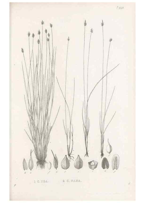 Reproducción/Reproduction 48682989383: Illustrations of the genus Carex. London :William Pamplin,1858-1867.. 