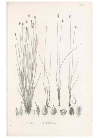Reproducción/Reproduction 48682989383: Illustrations of the genus Carex. London :William Pamplin,1858-1867.. 