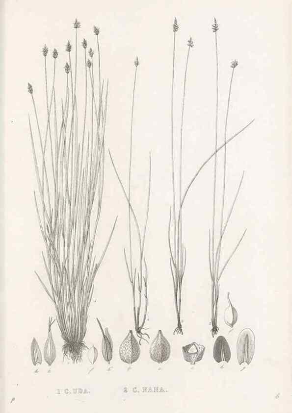 Reproducción/Reproduction 48682989383: Illustrations of the genus Carex. London :William Pamplin,1858-1867.. 