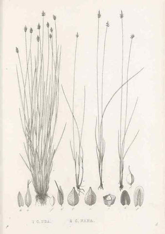 Reproducción/Reproduction 48682989383: Illustrations of the genus Carex. London :William Pamplin,1858-1867.. 