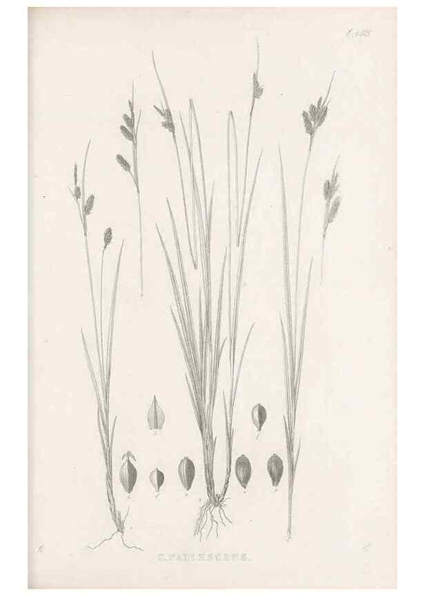 Reproducción/Reproduction 48683504477: Illustrations of the genus Carex. London :William Pamplin,1858-1867.. 