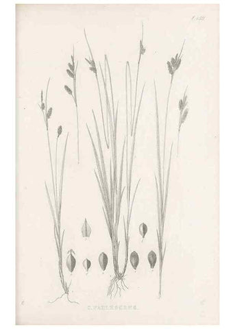 Reproducción/Reproduction 48683504477: Illustrations of the genus Carex. London :William Pamplin,1858-1867.. 