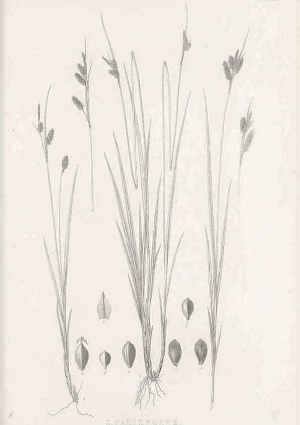 Reproducción/Reproduction 48683504477: Illustrations of the genus Carex. London :William Pamplin,1858-1867.. 