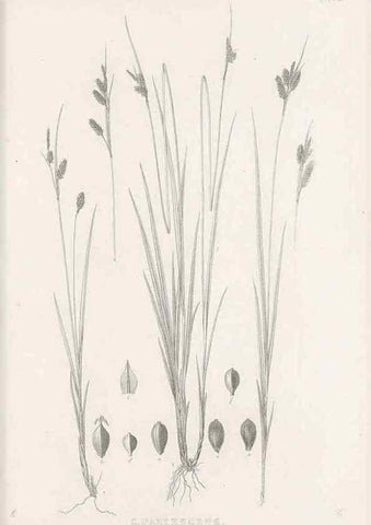 Reproducción/Reproduction 48683504477: Illustrations of the genus Carex. London :William Pamplin,1858-1867.. 