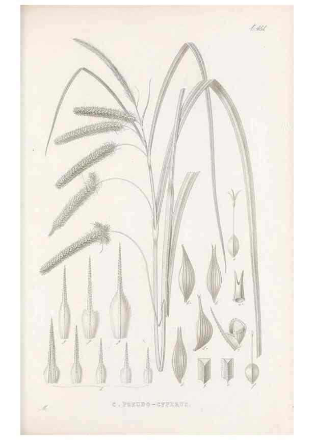 Reproducción/Reproduction 48682989908: Illustrations of the genus Carex. London :William Pamplin,1858-1867.. 