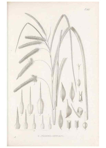 Reproducción/Reproduction 48682989908: Illustrations of the genus Carex. London :William Pamplin,1858-1867.. 