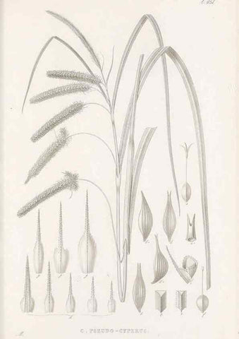 Reproducción/Reproduction 48682989908: Illustrations of the genus Carex. London :William Pamplin,1858-1867.. 