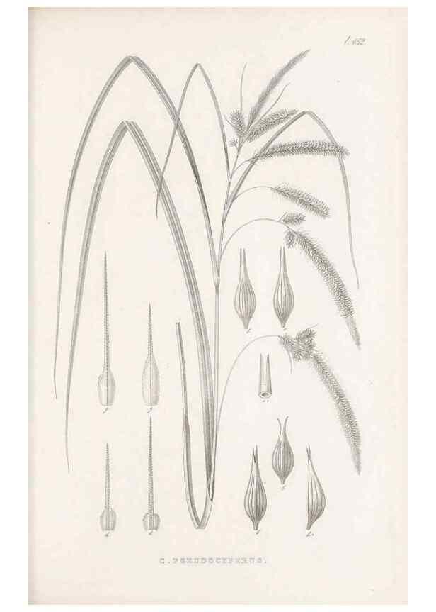 Reproducción/Reproduction 48682990188: Illustrations of the genus Carex. London :William Pamplin,1858-1867.. 