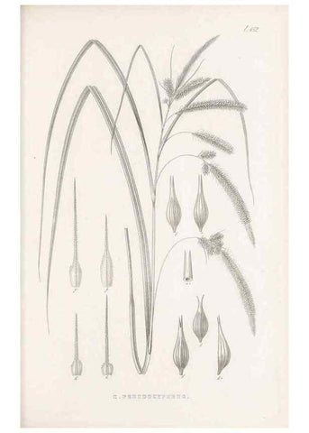 Reproducción/Reproduction 48682990188: Illustrations of the genus Carex. London :William Pamplin,1858-1867.. 