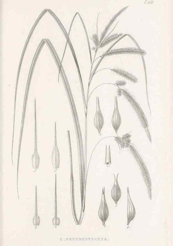 Reproducción/Reproduction 48682990188: Illustrations of the genus Carex. London :William Pamplin,1858-1867.. 