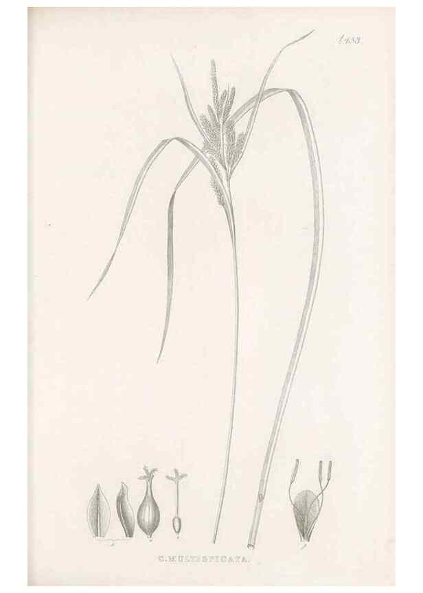 Reproducción/Reproduction 48682990593: Illustrations of the genus Carex. London :William Pamplin,1858-1867.. 