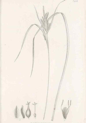 Reproducción/Reproduction 48682990593: Illustrations of the genus Carex. London :William Pamplin,1858-1867.. 
