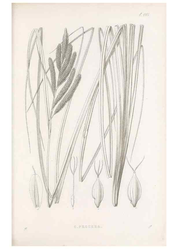 Reproducción/Reproduction 48683326826: Illustrations of the genus Carex. London :William Pamplin,1858-1867.. 