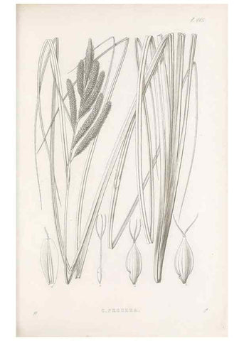 Reproducción/Reproduction 48683326826: Illustrations of the genus Carex. London :William Pamplin,1858-1867.. 