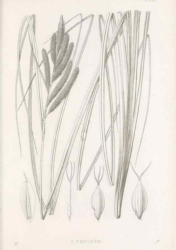 Reproducción/Reproduction 48683326826: Illustrations of the genus Carex. London :William Pamplin,1858-1867.. 