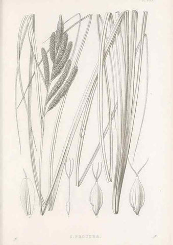 Reproducción/Reproduction 48683326826: Illustrations of the genus Carex. London :William Pamplin,1858-1867.. 