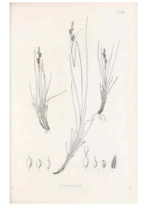 Reproducción/Reproduction 48682990853: Illustrations of the genus Carex. London :William Pamplin,1858-1867.. 