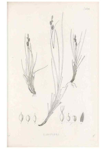 Reproducción/Reproduction 48682990853: Illustrations of the genus Carex. London :William Pamplin,1858-1867.. 