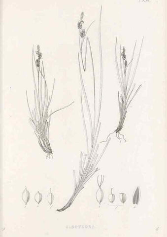 Reproducción/Reproduction 48682990853: Illustrations of the genus Carex. London :William Pamplin,1858-1867.. 