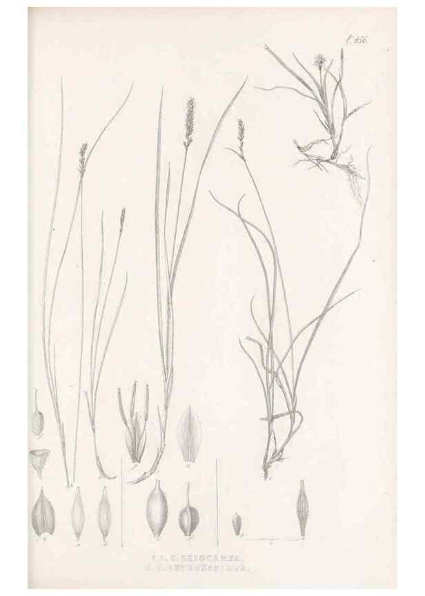 Reproducción/Reproduction 48683506162: Illustrations of the genus Carex. London :William Pamplin,1858-1867.. 