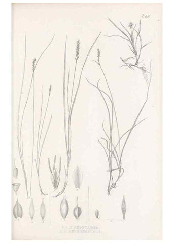 Reproducción/Reproduction 48683506162: Illustrations of the genus Carex. London :William Pamplin,1858-1867.. 